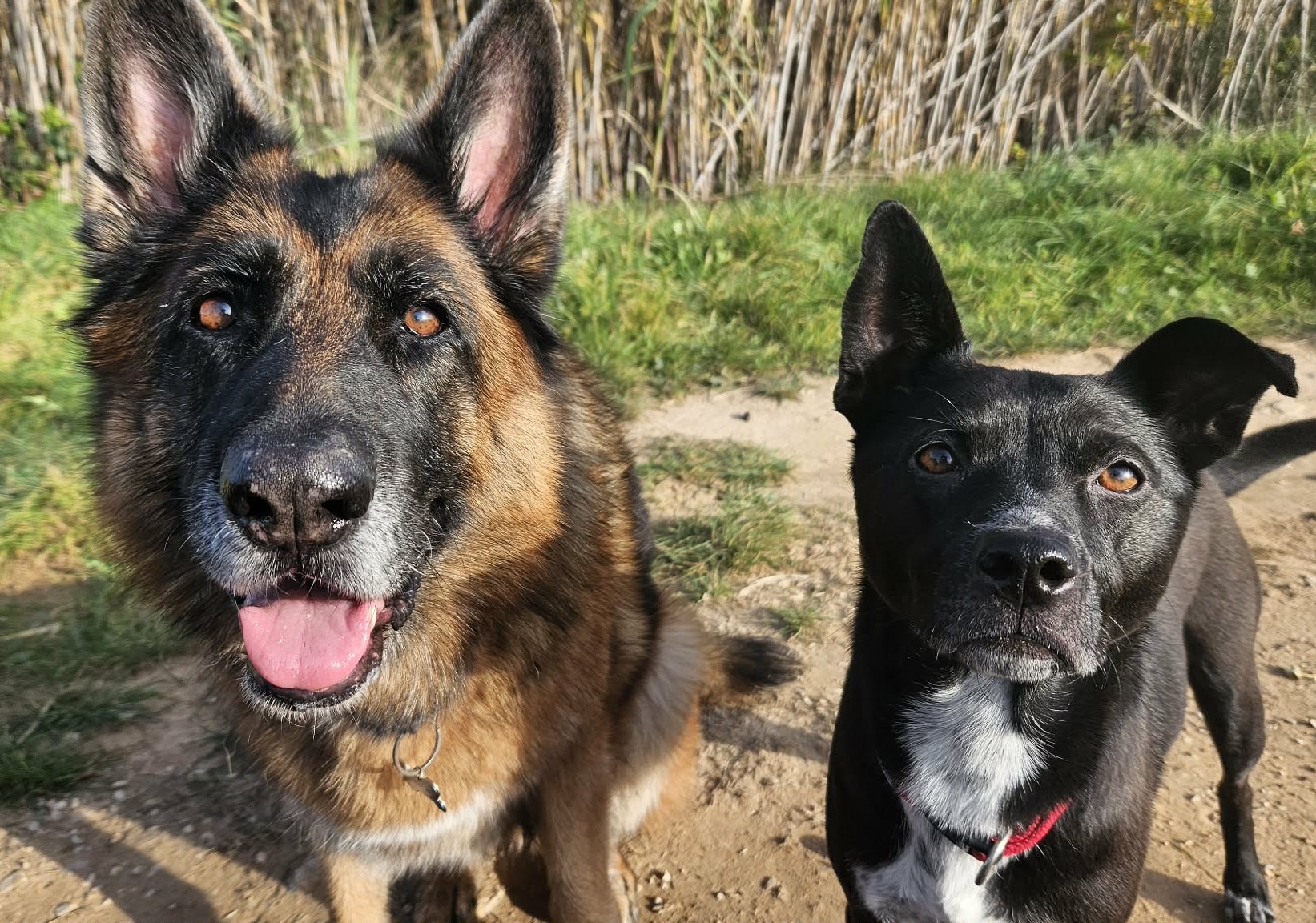 chiens Milka et Hades